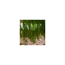 Vallisnerie - Vallisneria spiralis (pied)