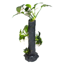 Anubias sur tronc d'arbre