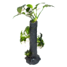 Anubias sur tronc d'arbre