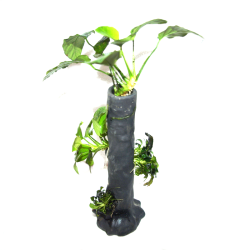 Anubias sur tronc d'arbre