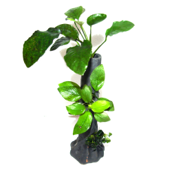 Anubias sur tronc d'arbre
