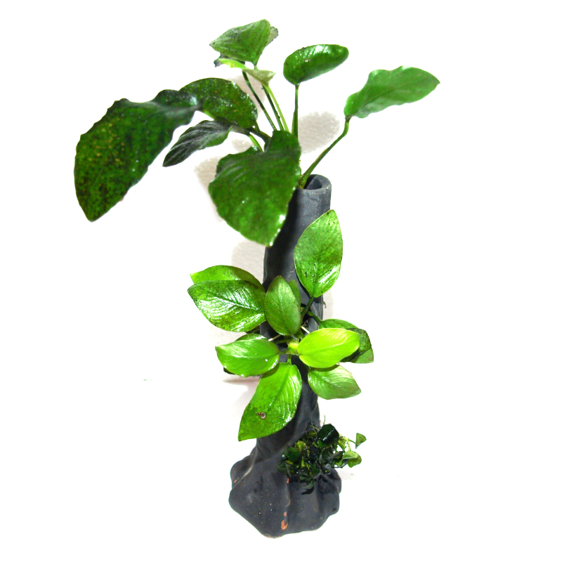Anubias sur tronc d'arbre