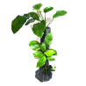 Anubias sur tronc d'arbre