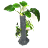 Anubias sur tronc d'arbre