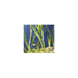 Vallisnerie géante - Vallisneria gigantea