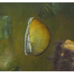 Oscar le poisson animalerie près de Poitiers