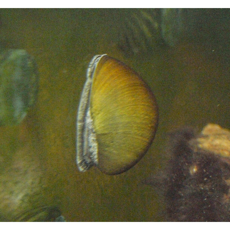 Oscar le poisson animalerie près de Poitiers