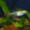 Oscar le poisson animalerie près de Poitiers