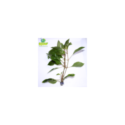 Hygrophile à feuilles de saule - Hygrophila salicifolia - Animalerie