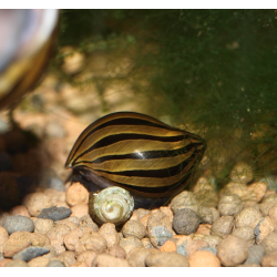 Escargot porcelaine - Neritina parallela