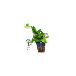 Cryptocoryne sp. - Plante d'aquarium - Animalerie Oscar le poisson