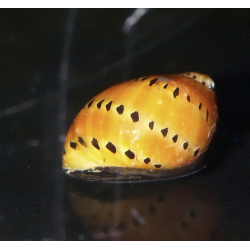 Escargot porcelaine tacheté - Neritina sp. Spotted