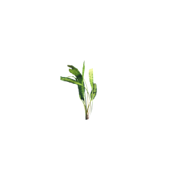 Cryptocoryne à feuilles d'Aponogeton - Cryptocoryne aponogetifolia