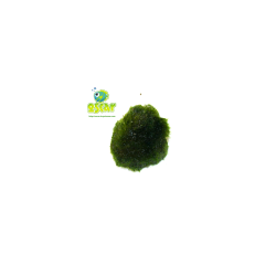 Marimo - Aegagropila brownii - Cladophora aegagropila - Cladophora linnaei