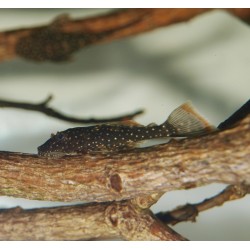 Ancistrus hoplogenys 'Yellow spot" L59