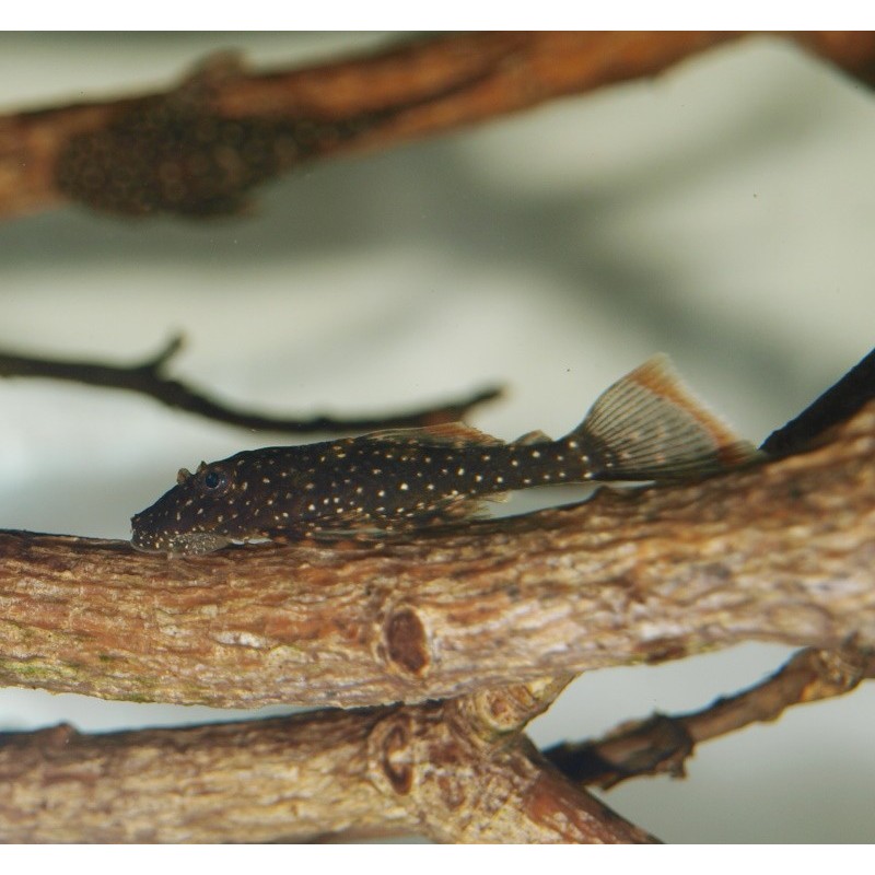 Ancistrus hoplogenys 'Yellow spot" L59