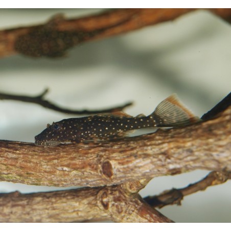 Ancistrus hoplogenys 'Yellow spot" L59