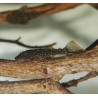 Ancistrus hoplogenys 'Yellow spot" L59