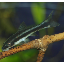 Otocinclus vittatus