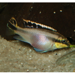 Pelmato - Pelvicachromi pulcher