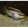 Pelmato - Pelvicachromi pulcher