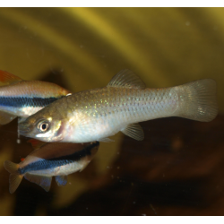 Molly du Pacifique - Poecilia butleri