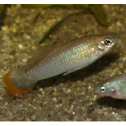 Molly du Pacifique - Poecilia butleri