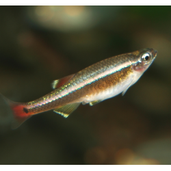 Cardinal - Tanichthys albonubes
