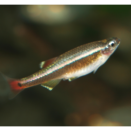 Cardinal - Tanichthys albonubes