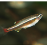 Cardinal - Tanichthys albonubes