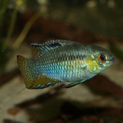 Femelle
