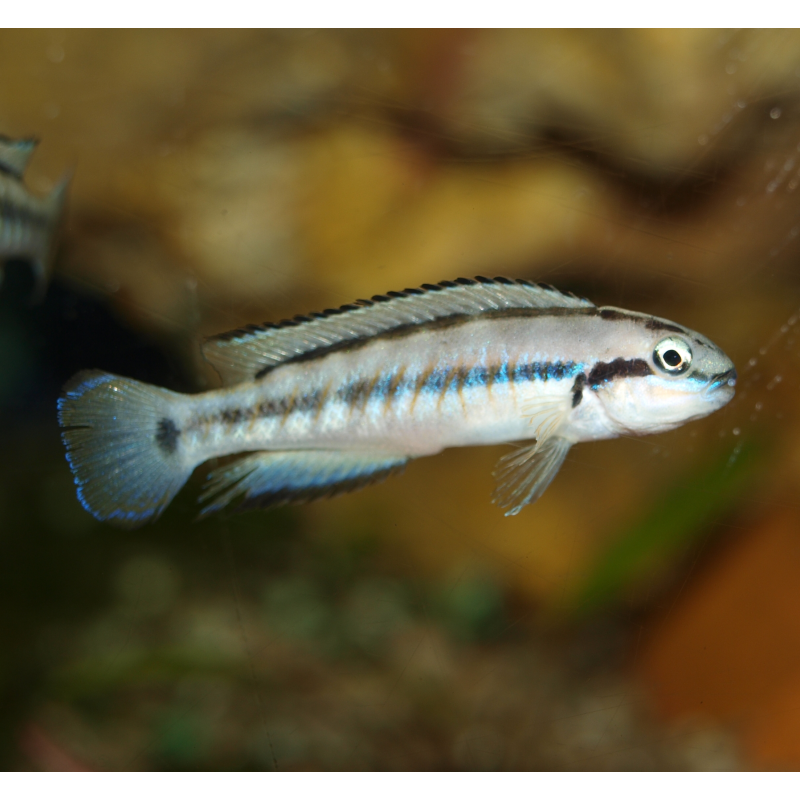 Telmatochromis vittatus