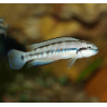 Telmatochromis vittatus