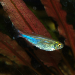 Oscar le poisson animalerie près de Poitiers