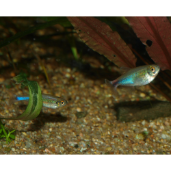 Oscar le poisson animalerie près de Poitiers