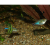 Oscar le poisson animalerie près de Poitiers