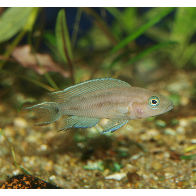 Neolamprologus falcicula