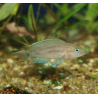 Neolamprologus falcicula
