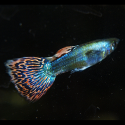 Oscar le poisson animalerie près de Poitiers