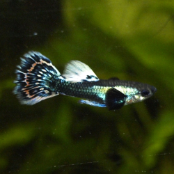 Oscar le poisson animalerie près de Poitiers