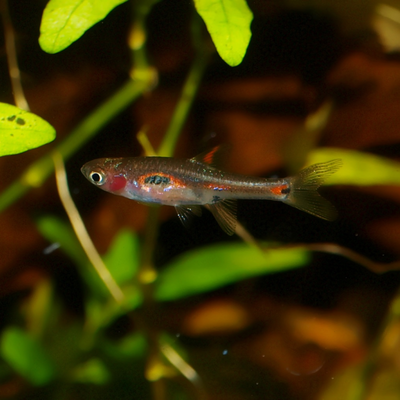 Oscar le poisson animalerie près de Poitiers
