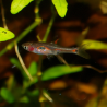 Oscar le poisson animalerie près de Poitiers