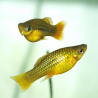 Oscar le poisson animalerie près de Poitiers