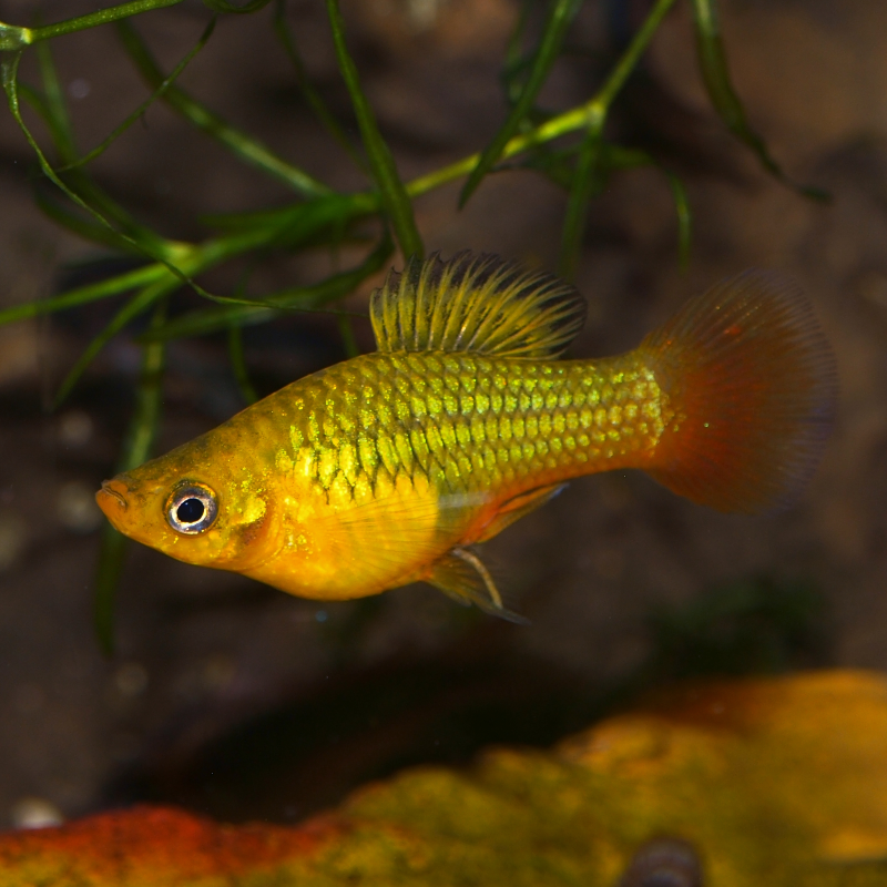 Oscar le poisson animalerie près de Poitiers