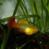 Oscar le poisson animalerie près de Poitiers