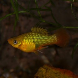 Oscar le poisson animalerie près de Poitiers