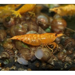 Crevette sakura orange - Neocaridina davidii