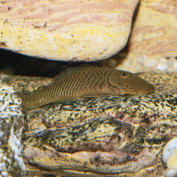 Oscar le poisson animalerie près de Poitiers