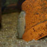Oscar le poisson animalerie près de Poitiers