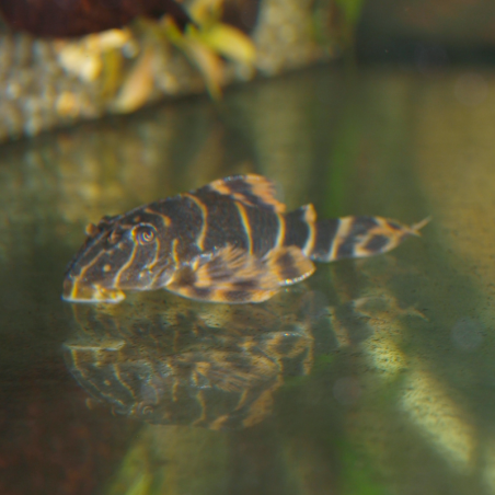 Oscar le poisson animalerie près de Poitiers